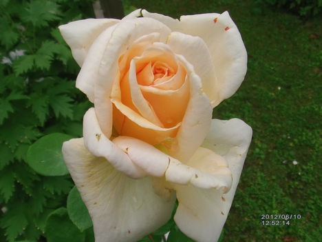Rózsa világos sárga közepü 2