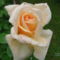 Rózsa világos sárga közepü 2