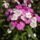 Torokszekfu-001_1464444_5898_t