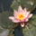 Tunder_rozsa_rozsaszin_2_1464694_7352_t