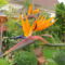 A Papagáj          virág        Strelitzia