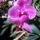 Lepke_orchidea-020_1465726_6147_t