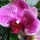 Lepke_orchidea-021_1465725_4523_t