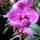 Lepke_orchidea-022_1465724_7220_t