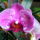 Lepke_orchidea-023_1465723_9747_t