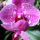 Lepke_orchidea-024_1465722_9807_t