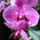 Lepke_orchidea-025_1465721_6622_t