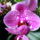 Lepke_orchidea-026_1465720_4905_t