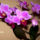 Orchidea-001_1465467_9490_t