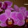 Orchidea_1465466_9587_t