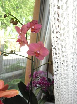 orchideáim 11