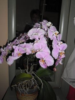 orchideáim 12