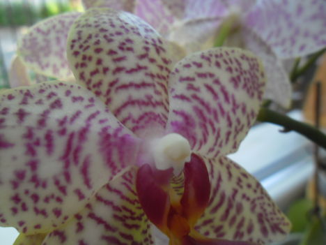 orchideáim 13