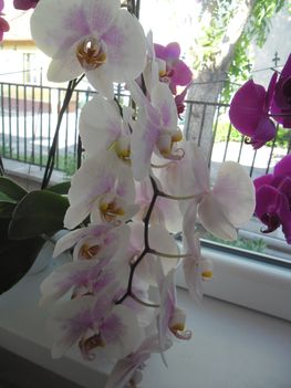 orchideáim 14