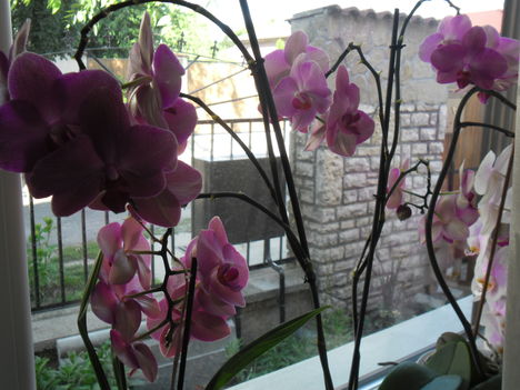 orchideáim 17