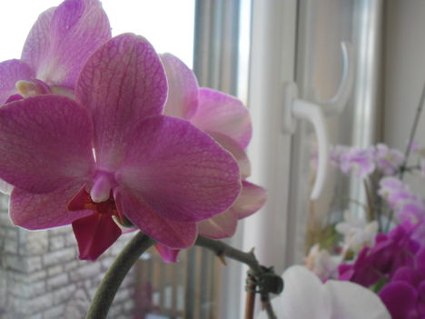 orchideáim 18