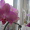orchideáim 18