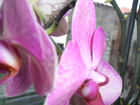 orchideáim 19