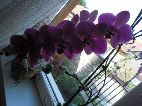 orchideáim 3