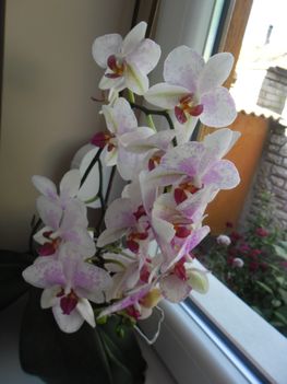 orchideáim 5