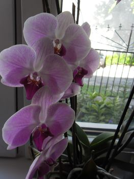 orchideáim 6