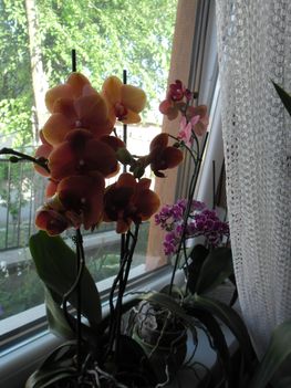 orchideáim 7