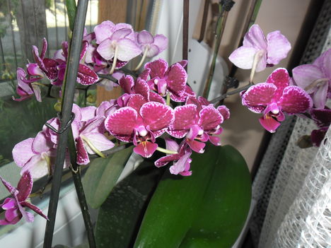 orchideáim 8