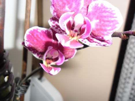 orchideák 13