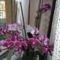 orchideák 14