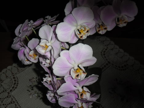 orchideák 17