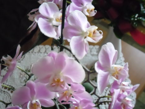 orchideák 18