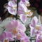 orchideák 18