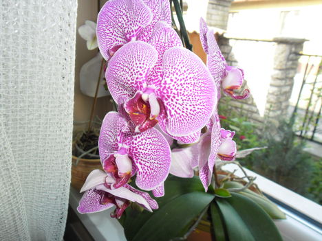 orchideák 3