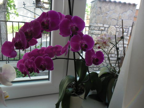 orchideák 8