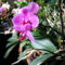 Orchideák amelyek a száron hozzák a fiokáikat