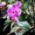 Orchideak_amelyek_a_szaron_hozzak_a_fiokaikat_1465719_8160_t