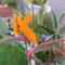 Papagáj virág - Strelitzia