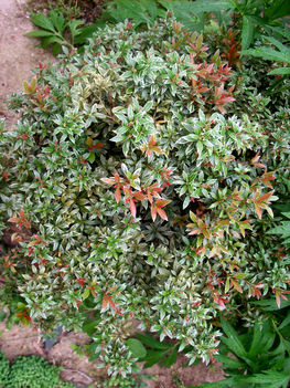 Pieris Japonica