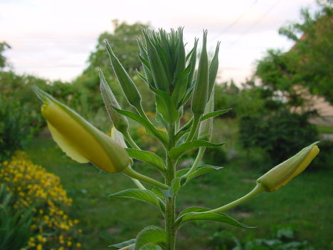 DSC03548