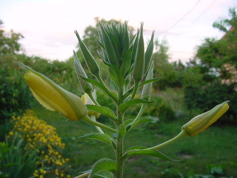 DSC03551