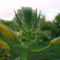 DSC03552