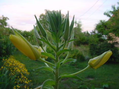 DSC03553