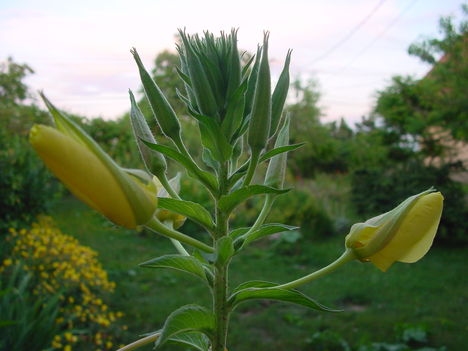 DSC03554