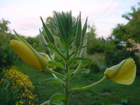 DSC03555