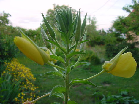 DSC03556