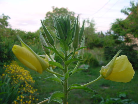 DSC03557