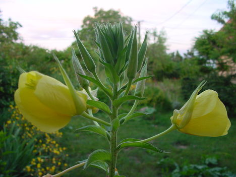 DSC03558