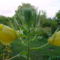 DSC03558