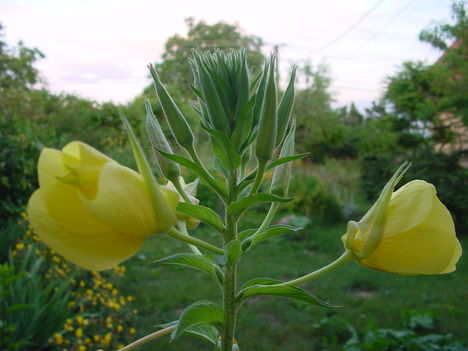 DSC03559