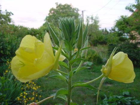 DSC03564